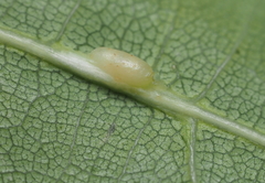 Callirhytis quercuscornigera