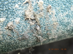 Anoscopus serratulae