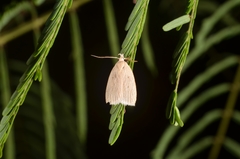 Odites