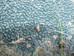 Anoscopus serratulae