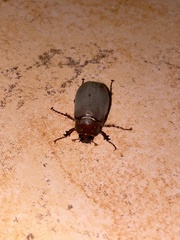 Phyllophaga