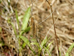 Schistocerca americana
