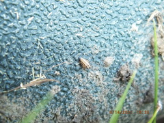 Anoscopus serratulae