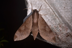 Acosmerycoides harterti