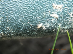 Anoscopus serratulae