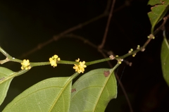 Microdesmis caseariifolia