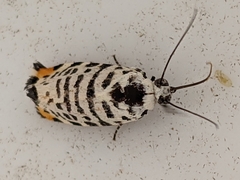 Tarache idella