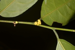 Microdesmis caseariifolia