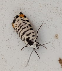 Tarache idella
