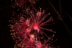 Barringtonia acutangula