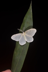 Genusa