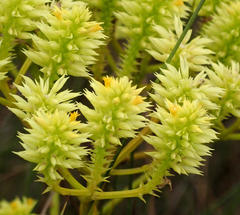 Polygala ramosa