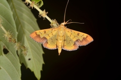 Meroctena tullalis