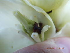 Caplothorax melanopterus