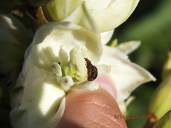 Caplothorax melanopterus