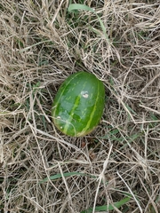 Cucurbita andreana