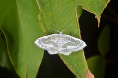 Pseudeuchlora kafebera