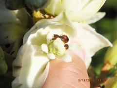 Caplothorax melanopterus