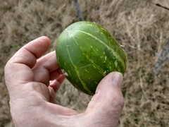 Cucurbita andreana