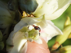 Caplothorax melanopterus