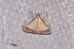 Pseudonoorda nigropunctalis