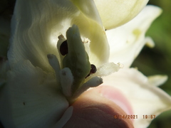 Caplothorax melanopterus