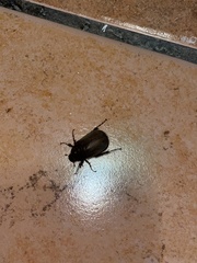 Phyllophaga