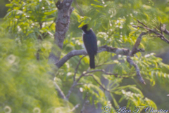 Pachyramphus surinamus