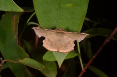 Fascellina chromataria