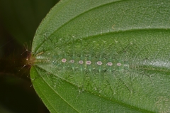 Tanaecia lepidea