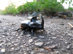 Trichogomphus mongol