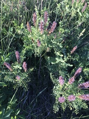 Amorpha nana