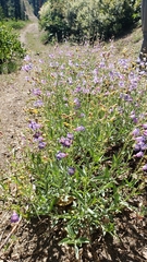Penstemon azureus azureus