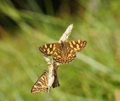 Oreixenica kershawi