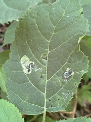 Aspilanta hydrangaeella