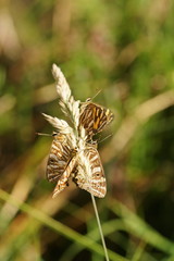 Oreixenica kershawi