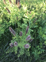 Amorpha nana
