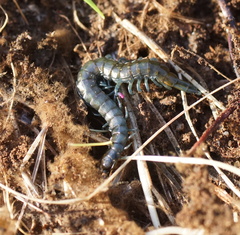 Cormocephalus esulcatus