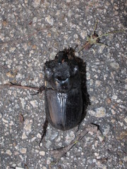 Trichogomphus mongol