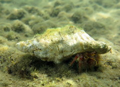 Dardanus crassimanus