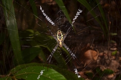 Argiope versicolor
