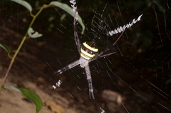 Argiope versicolor