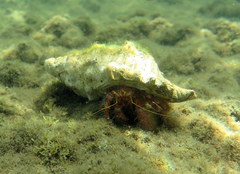 Dardanus crassimanus