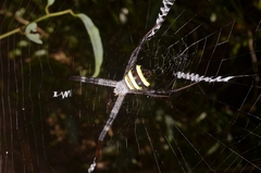 Argiope versicolor