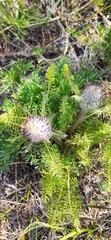 Pedicularis rubens