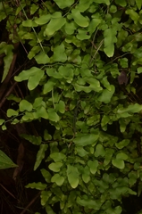 Lygodium microphyllum