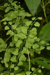 Lygodium microphyllum