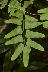 Lygodium microphyllum