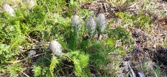 Pedicularis rubens