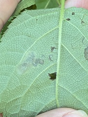 Aspilanta hydrangaeella